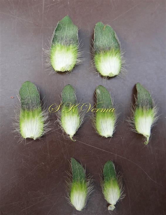  Involucral bracts-Outer,  Middle and  Inner